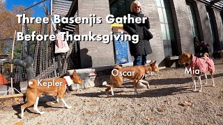 Three Basenjis Gather Before Thanksgiving [upl. by Ferree]