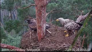 Bieliki Bory Tucholskie  Tolek przechwytuje dostawę od Borka 🦅🐟🦅😃🦅🙁 [upl. by Ninetta]