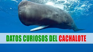 Cachalote Physeter macrocephalus  Datos curiosos de animales [upl. by Nollahs]