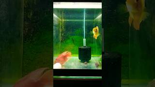 Fish reel with viral song shorts [upl. by Finny]