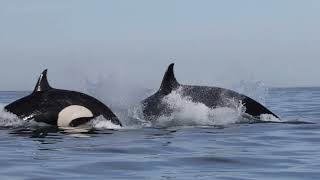 Killer Whales Attack Bottlenose Dolphin at the Beach in La Jolla [upl. by Marteena]