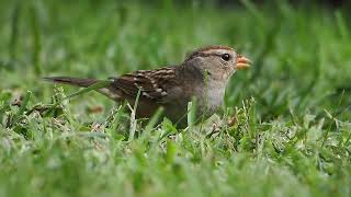 725 White Crowned Sparrow [upl. by Kraul]