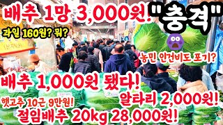 배추 1망 3000원 됐다 충격 배추 1000원 미쳤 알타리 2000원 과일 160원 1000원배추 폭락 시장 물가 가격비교 김치 김장 쇼핑 [upl. by Anhcar]