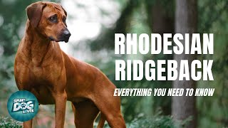 Rhodesian Ridgeback Dog Breed Guide  Dogs 101 [upl. by Irrac153]