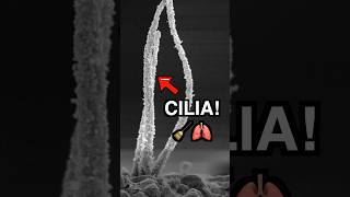 Cilia of the respiratory tract REMOVING debris 🧹🫁 [upl. by Venn]