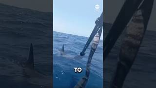 Hammerhead Shark vs kayaker [upl. by Adnilre]