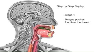 How Swallowing Works Animation Video  Stages of Swallowing Process  Swalllow Anatomy amp Physiology [upl. by Emiolhs574]