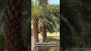 Copernicia alba Wax palm Best palm for desert climate shorts [upl. by Dovev700]