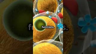 Difference Between Plant Cell and Animal Cell shorts biology tending [upl. by Nottirb]