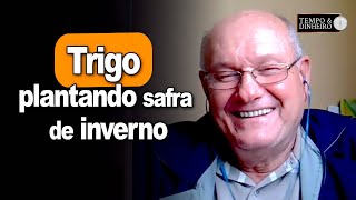 Trigo plantando safra de inverno informa Vlamir Brandalizze [upl. by Vola]