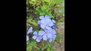 Blue plumbagogardencity gardenflowers citygarden nature citygarden nature gardening [upl. by Anivlem955]