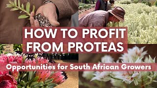 Opportunities for South African Flower Growers  shorts [upl. by Rehtse]