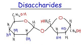 Disaccharides  Sucrose Maltose Lactose  Carbohydrates [upl. by Ardith]