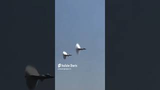 A couple of F35s breaking the sound barrier [upl. by Ellehcrad]