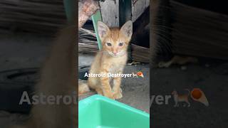 My Asteroid Destroyer☄️🐈 cat asteroiddestroyer kitten foryou [upl. by Anev]