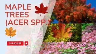 Mastering Maple Tree Care A Complete Guide to Acer spp and Their Stunning Fall Foliage [upl. by Eizle]