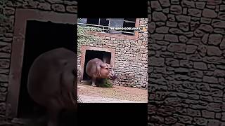 This Hippo goes wild😳😱animals edit [upl. by Houser]