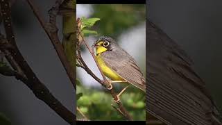 Wild Bird passeriformes birds cantodepassaros nature cantodeaves tropicalplant exoticplant [upl. by Alset]