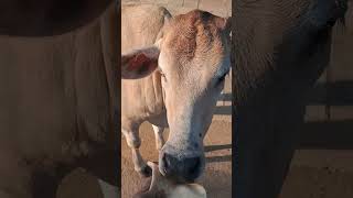 Animal Rescue India 🇮🇳 🐕🐄🙏shorts like subscribe share [upl. by Scurlock]