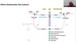 Transport across Mitochondrial Membrane II MalateAspartate Shuttle [upl. by Leffen493]