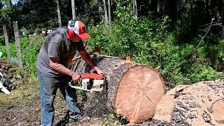 The Day the Earth Stood STIHL Part 3 Vintage Stihl 075 and 051 Chainsaw Cutting [upl. by Adnohsek187]