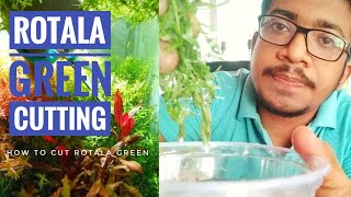 ROTALA AQUARIUM PLANT CUTTING  HOW TO CUT PLANT OF YOUR PLANTED AQUARIUM  ROTALA GREEN CUTTING [upl. by Alcus]