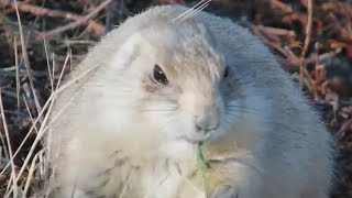 Blacktailed prairie dog Cynomys ludovicianus at Bison Watering Hole  GNP  exploreorg [upl. by Rick730]