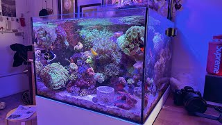 Waterbox 552 Saltwater Aquarium Reef Tank Update amp Tank Tour December 2023 [upl. by Nylirahs324]