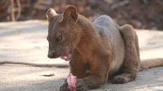 Fossa Lemurs and Tenrecs of Madagascar [upl. by Jahdal]