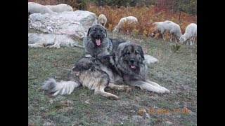 Livestock Guard dogs  goat farming 2018 [upl. by Eul]