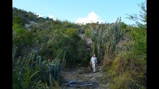 FIELD TRIP WITH PATRICK BLANC IN CUBA 2  HUMBOLDT SIERRA MAESTRA amp JARUCO [upl. by Kalb525]