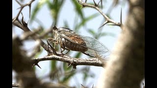 Zangcicade Ariasa albimaculosa zingend mannetje [upl. by Fairleigh]