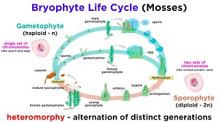 Bryophytes and the Life Cycle of Plants [upl. by Abramson]