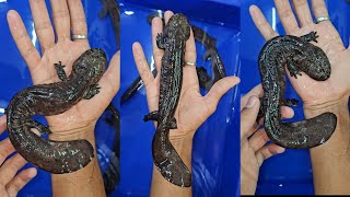 Giant Salamander and Crocodile Salamander at Karnataka Aquarium Shop [upl. by Isaiah925]