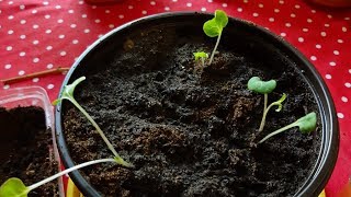 Marvel of Peru Mirabilis jalapa seeds Germinated [upl. by Adnilreh439]