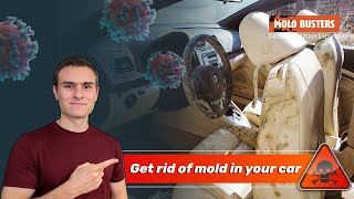 Get rid of mold in your car 🚗  Mold Busters [upl. by Reider]