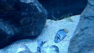 Altolamprologus compressiceps quotSumbu shellquot [upl. by Sivahc]