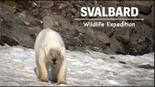 SVALBARD WILDLIFE EXPEDITION JUNE 2023 [upl. by Dor]