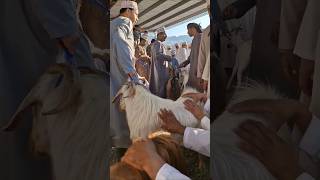 Nizwa Goat Market سوق نزوى للمواشي oman omani nizwa goat goatmarket arabic arabian market [upl. by Ayaet]