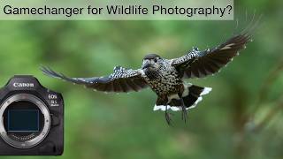 Canon R5 II  First REALWORLD impressions Wildlife Photography [upl. by Rico]