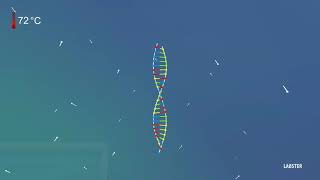 Polymerase Chain Reaction  Amplify DNA for Analysis 3D animation by Labster [upl. by Audris547]