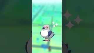 Pokémon GO October 1st Spotlight Hour pokemongo pogo pokemon pidove [upl. by Marigolda]