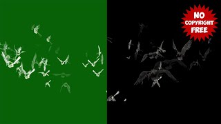 Flying birds video effect green screen and overlay no copyright [upl. by Alimat187]