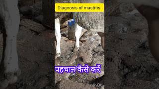 Diagnosis of mastitis in cow amp buffalo treatment of mycoplasma mastitis treatment of coliform mast [upl. by Haswell299]