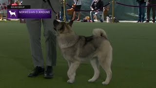 Norwegian Elkhounds  Breed Judging 2023 [upl. by Gintz]