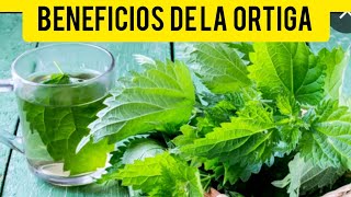 LA ORTIGA Y SUS BENEFICIOS BAJA EL AZUCAR EL COLESTERO INFLAMACIONES Y DOLORES MUSCULARES [upl. by Enelyad295]