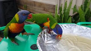 Feeding honey to wild lorikeets [upl. by Eicam]