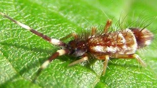 Collembola  Springschwänze erkennen [upl. by Eppesiug]