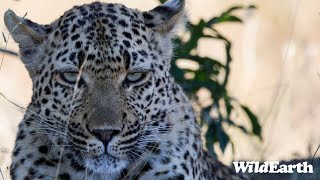 WildEarth  Sunrise Safari  27 November 2023 [upl. by Sacul]