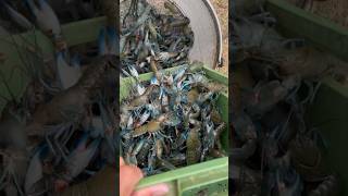 Hit the JACKPOT on YABBIES yabbies crawfish jackpot fishing fish wow [upl. by Ahsyak]